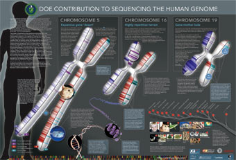 Genomics: The Human Genome and Beyond